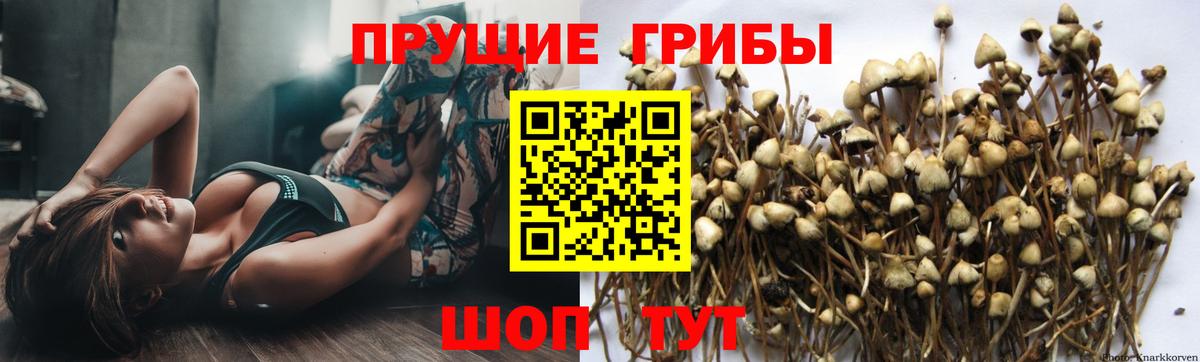 сколько стоит  Галлюциногенные грибы GOLDEN TEACHER  Псилоцибиновые грибы Psilocybe  Вход с VPN  Краснотурьинск 
